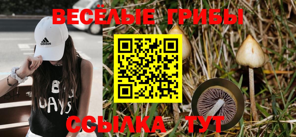 Псилоцибиновые грибы Psilocybe Вольск